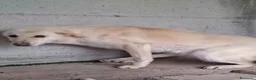 Meticcio cani in regalo: ADOZ.DEL💔:senza nome,senza età,tremante solainbox - Annuncio 2