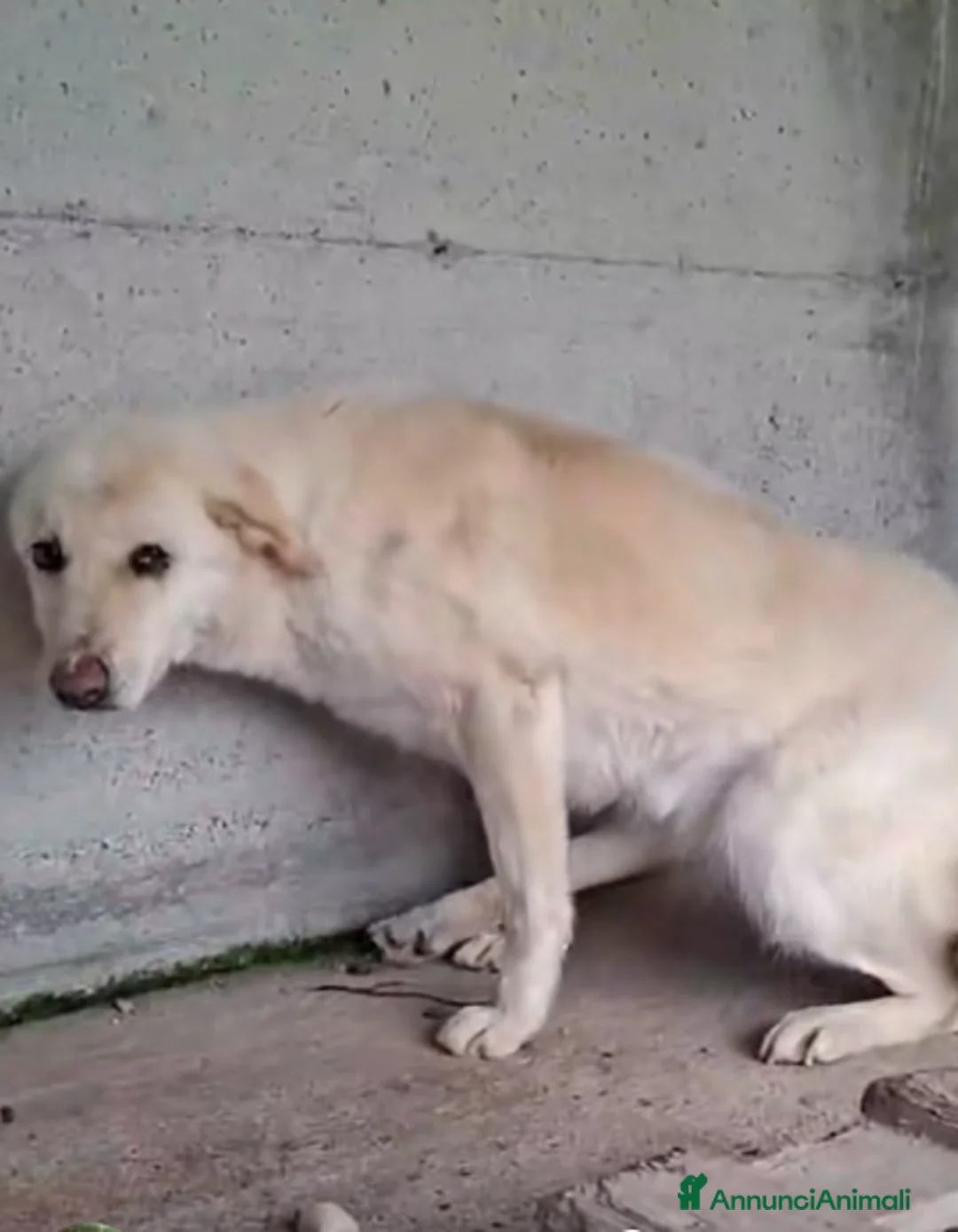 Meticcio cani in regalo: ADOZ.DEL💔:senza nome,senza età,tremante solainbox - Annuncio 2