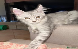 Maine Coon gatti in vendita: Bellissimo gattino Maine coon da subito a Città metropolitana di Roma Capitale - Immagine 8