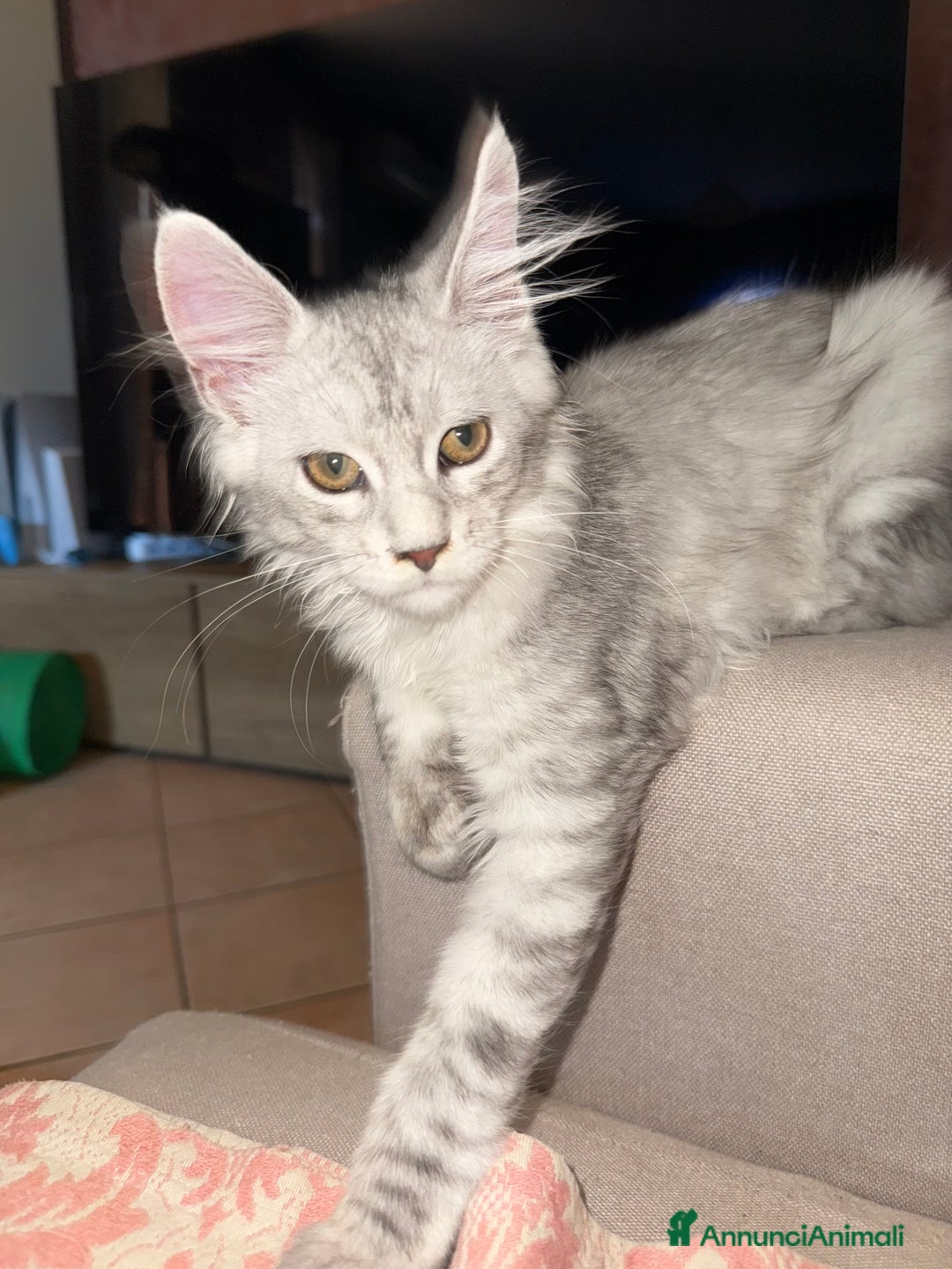 Maine Coon gatti in vendita: Bellissimo gattino Maine coon da subito a Città metropolitana di Roma Capitale - Immagine 8