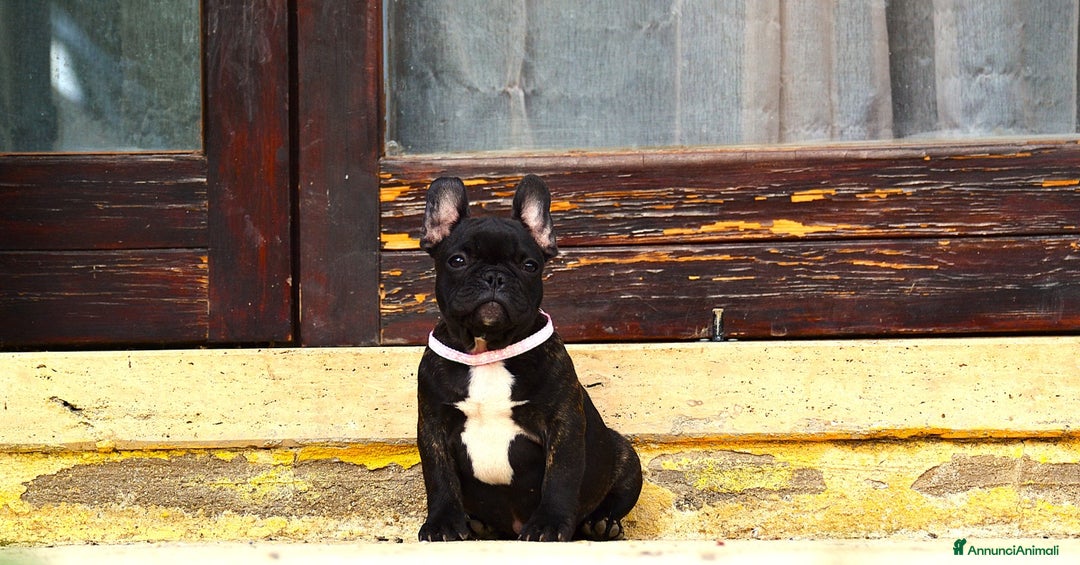 Bulldog Francese cani in vendita: Femmina Bringee  - Annuncio 6