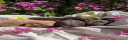 Lagotto cani in vendita: CUCCIOLI LAGOTTO ROMAGNOLO ❤️ - Annuncio 6