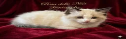 Ragdoll gatti in vendita: Cucciolo ragdoll - Annuncio 2