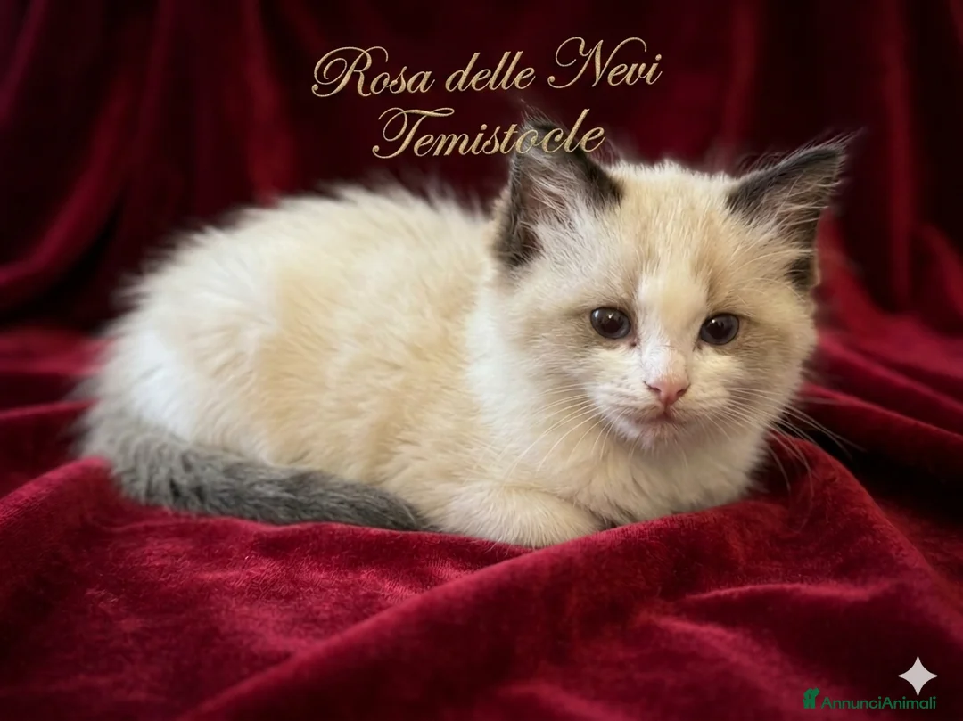 Ragdoll gatti in vendita: Cucciolo ragdoll - Annuncio 2