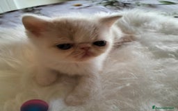 Exotic Shorthair gatti in vendita: Exotic Shorthair allevamento Exodora Sikelia  a Città metropolitana di Catania - Immagine 15