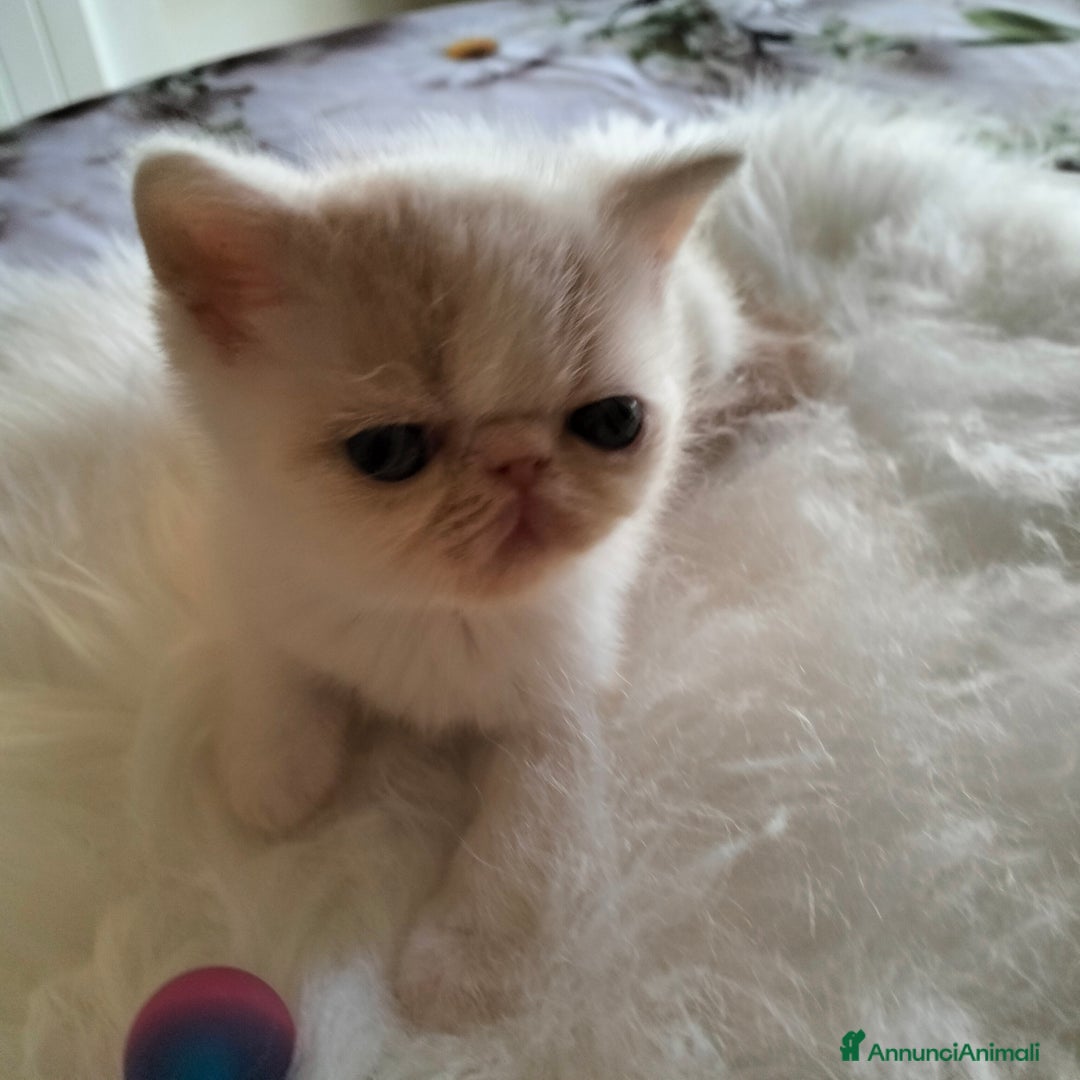 Exotic Shorthair gatti in vendita: Exotic Shorthair allevamento Exodora Sikelia  a Città metropolitana di Catania - Immagine 15