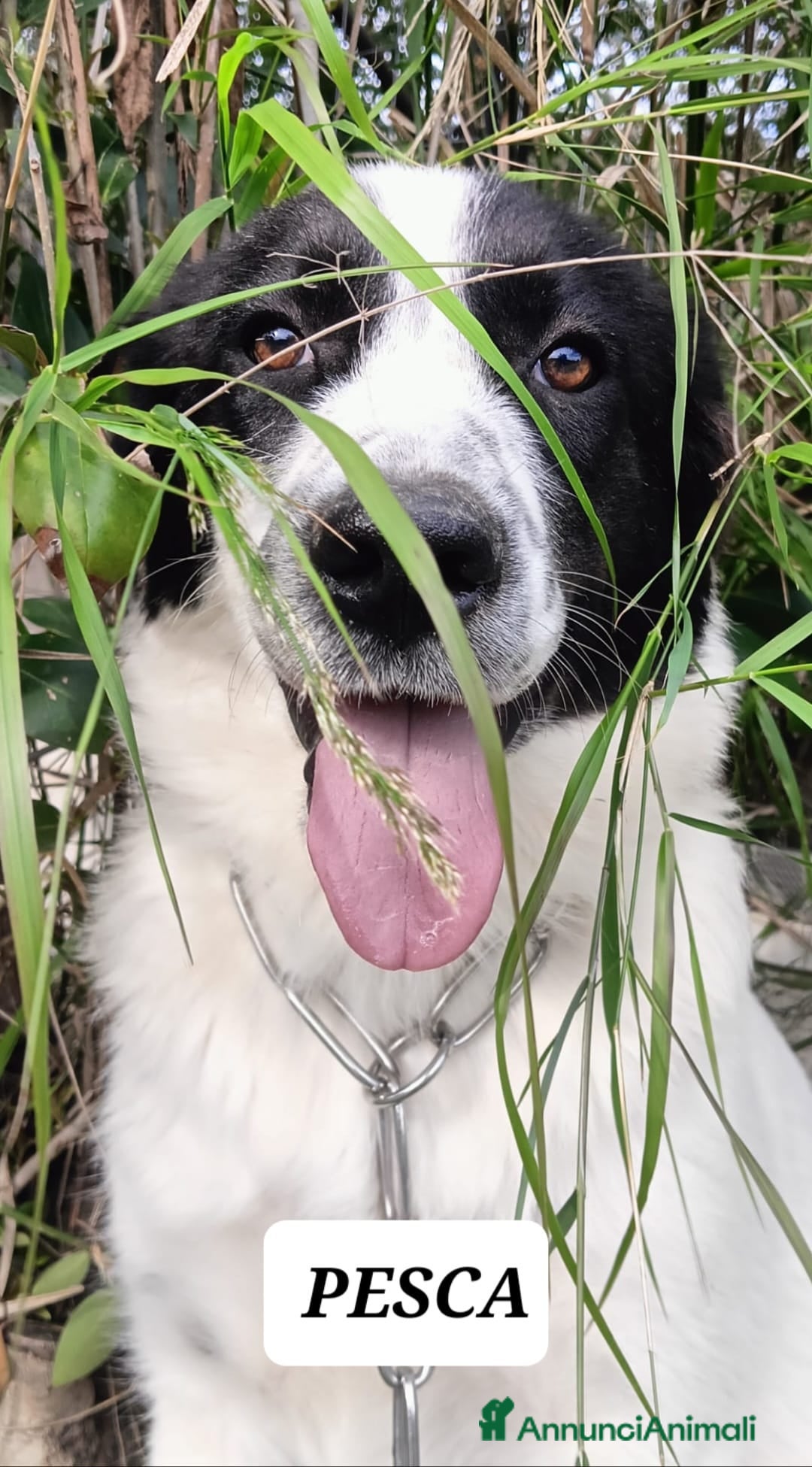 Meticcio cani in regalo: Pesca bella dolce tranquilla - Annuncio 6