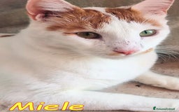 Europeo gatti in regalo: MIELE UN AMORE DI GATTINO SENZA RICHIESTE - Immagine 4