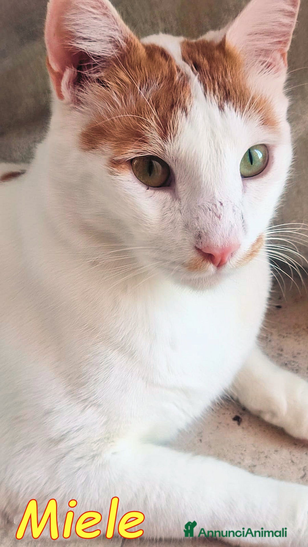 Europeo gatti in regalo: MIELE UN AMORE DI GATTINO SENZA RICHIESTE - Immagine 4