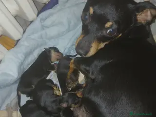 Pinscher Miniatura cani Ultimi cuccioli pinscher - Annuncio 6