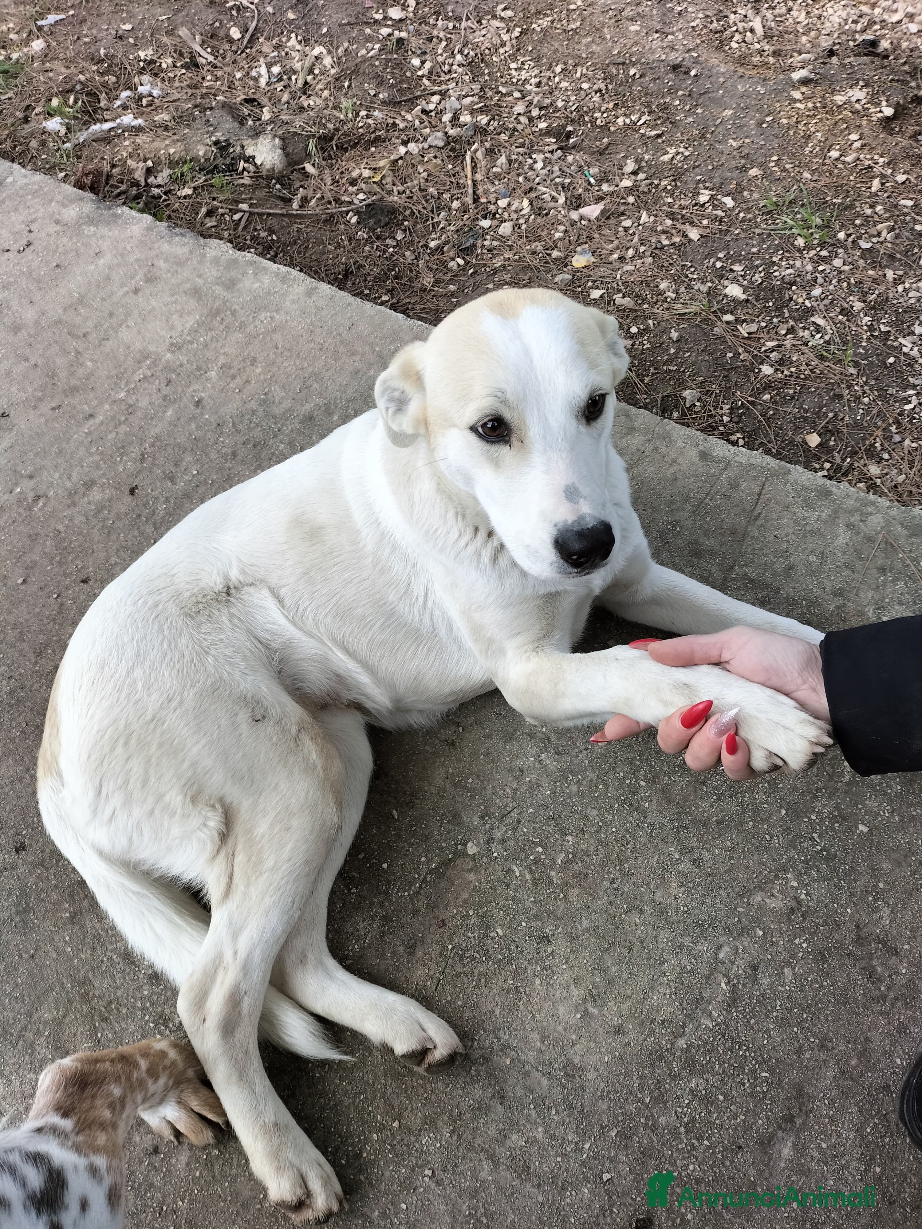 Meticcio cani Macchia cucciola dai dolcissimi occhioni nocciola  - Annuncio 1