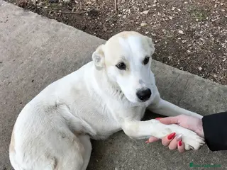 Meticcio cani Macchia cucciola dai dolcissimi occhioni nocciola - Annuncio 7