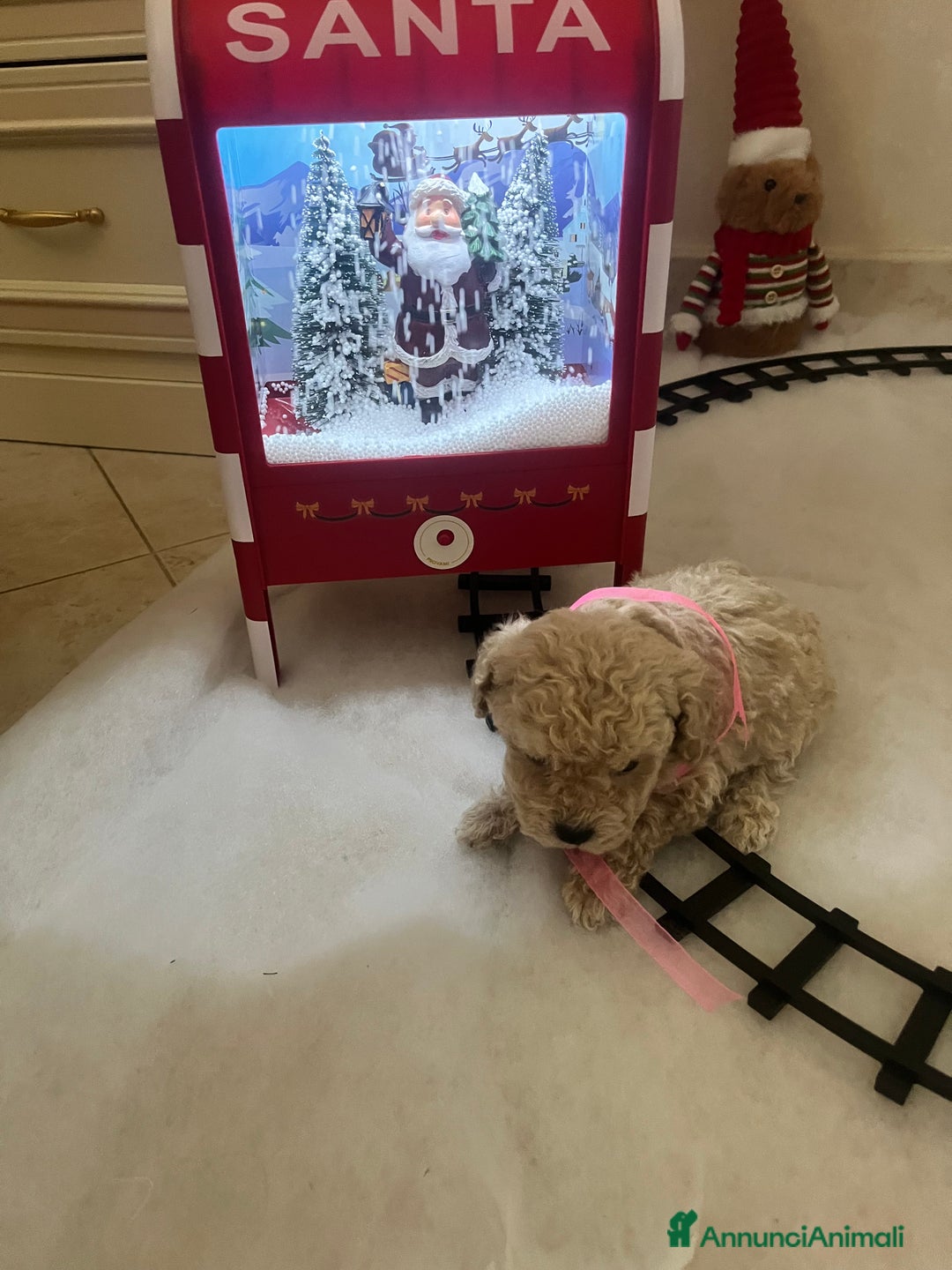 Barboncino Toy cani in vendita: Barboncino toy - Annuncio 4