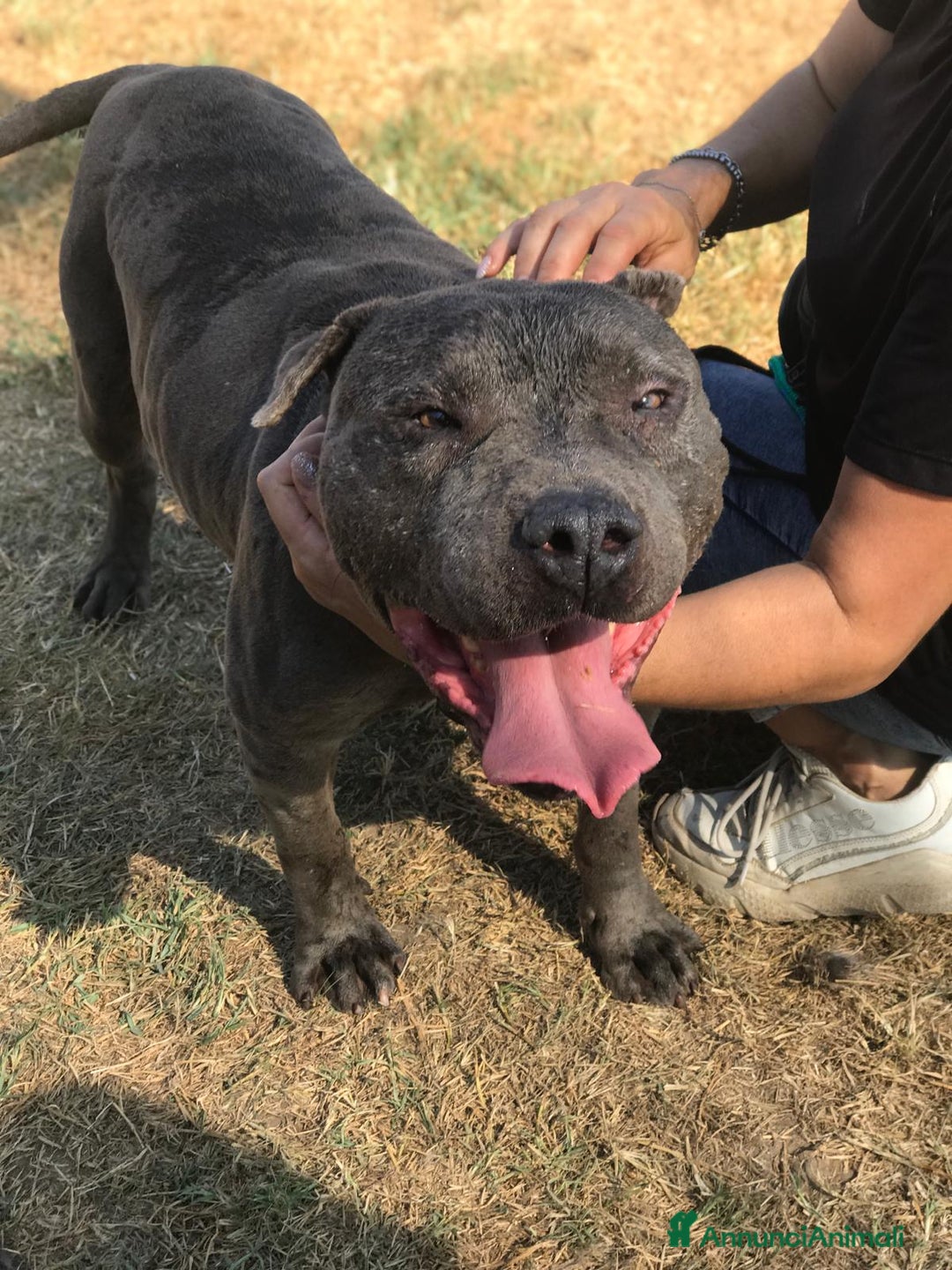 American Staffordshire cani in regalo: Bambacione, nome adatto a lui ❤️ - Annuncio 3