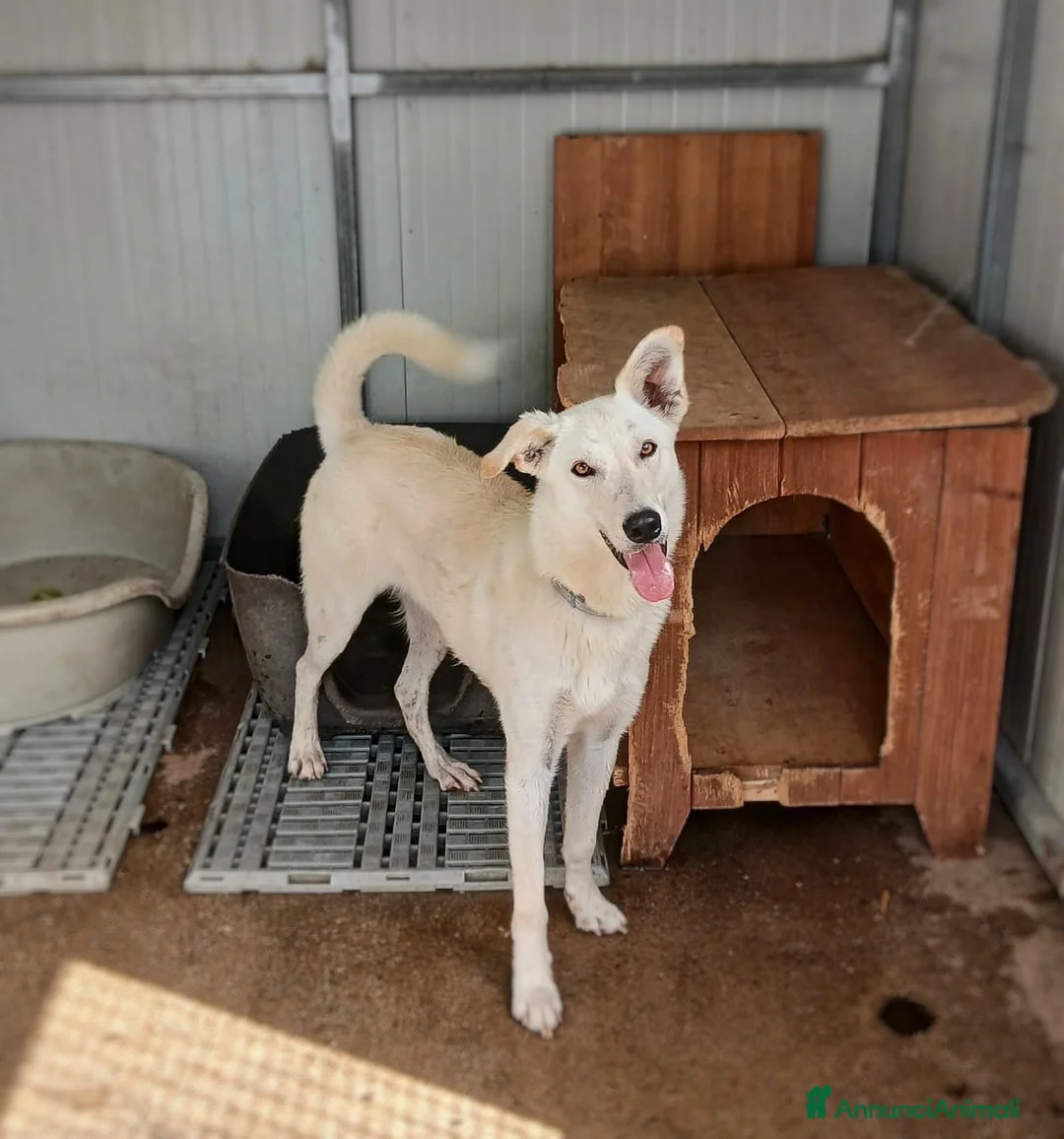 Meticcio cani in regalo: ERIS 🩷 LA VITA È MOLTO PIÙ DI UN BOX ♥️ a Provincia di Pistoia - Annuncio 4