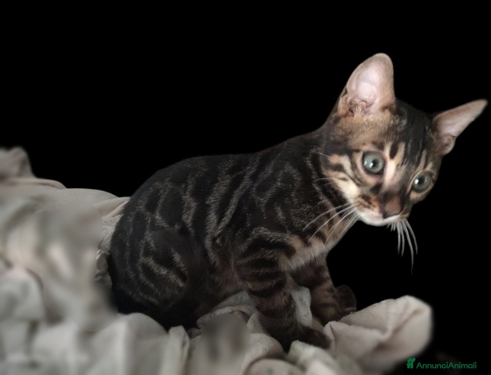 Bengala gatti Gatto Bengala Maschio  - Annuncio 1