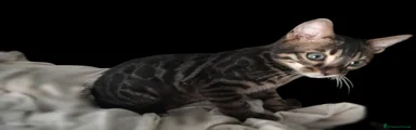 Bengala Gattino 1