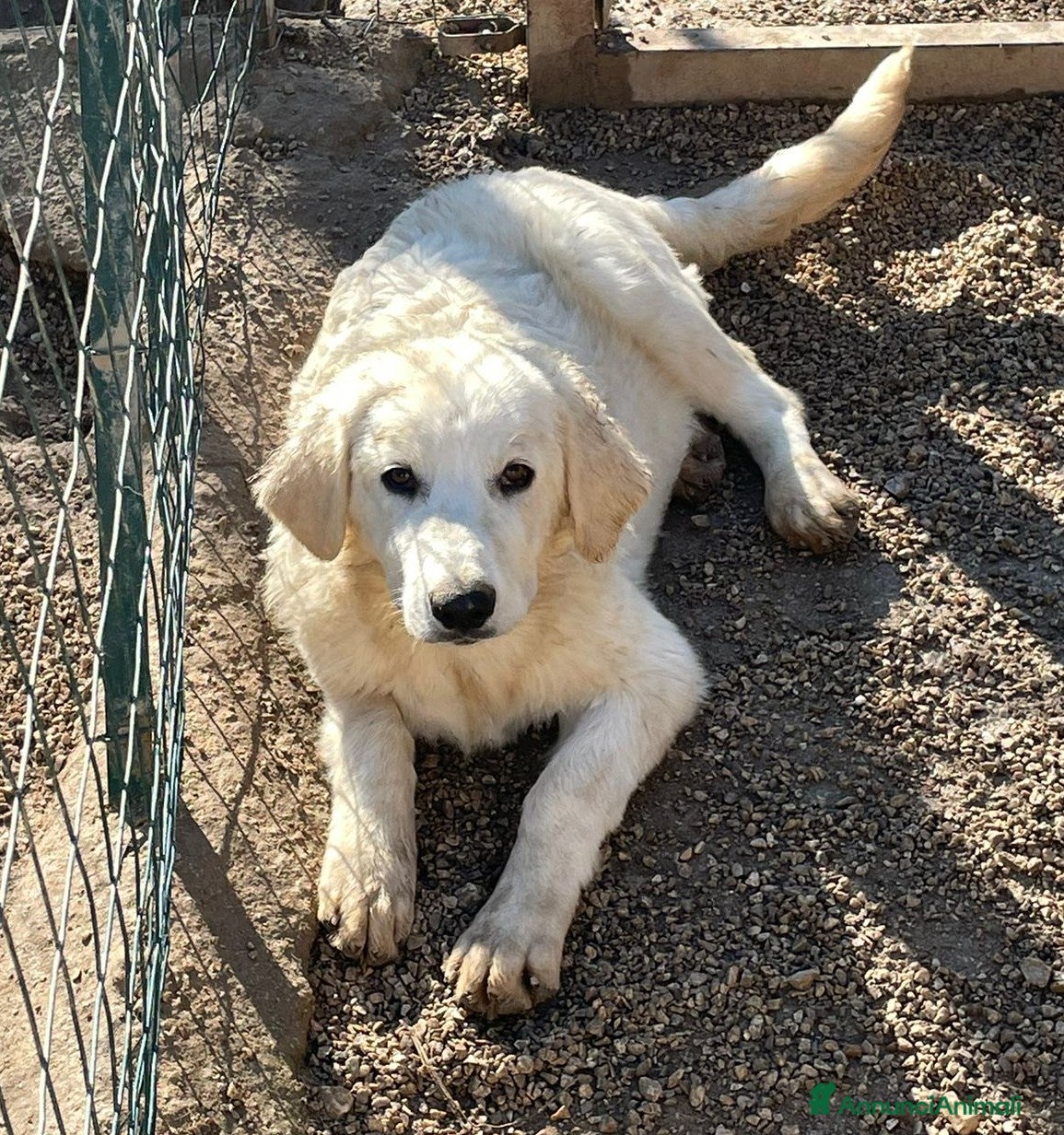 Pastore Maremmano cani IL TENERO JACK a Provincia di Brescia - Annuncio 9