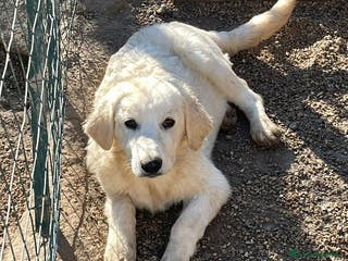 Pastore Maremmano cani IL TENERO JACK a Provincia di Brescia - Annuncio 22