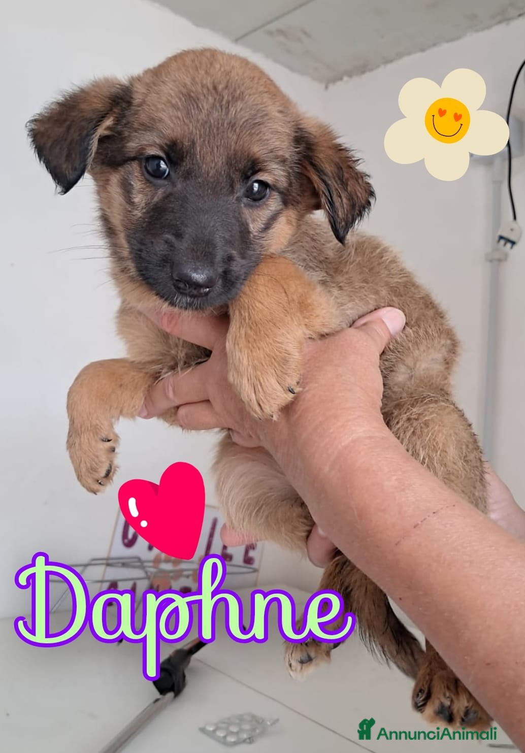 Meticcio cani DAFNE nata ad agosto’25 - Annuncio 41
