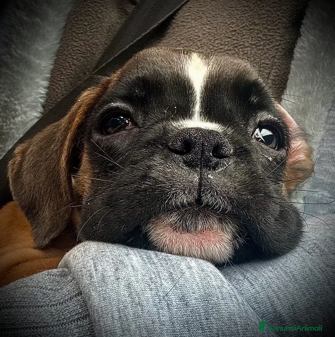 Boxer cani in vendita: CUCCIOLE DI BOXER  - Annuncio 5