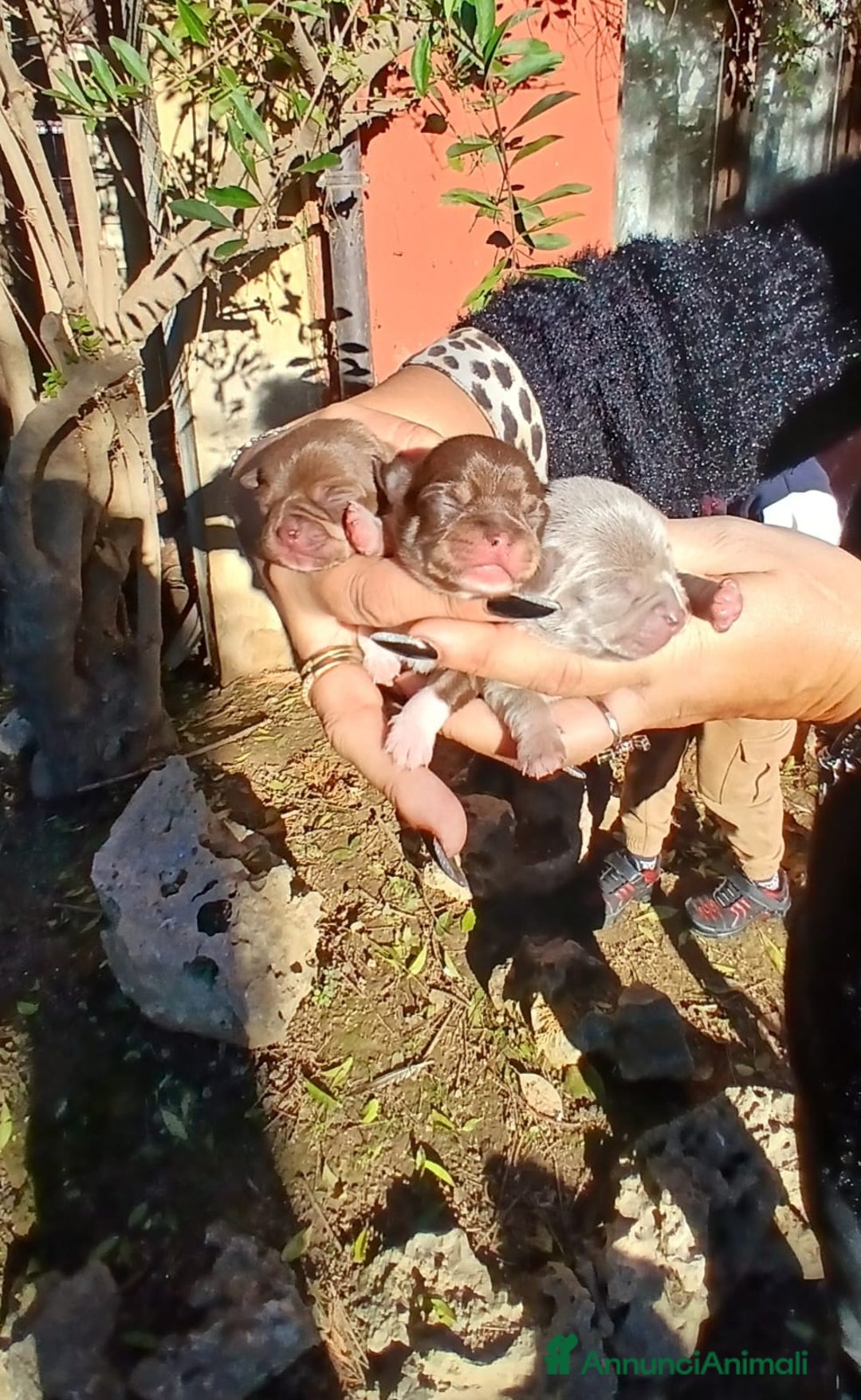 Chihuahua cani in vendita: Cuccioli chiuhauha toy puri  - Annuncio 3