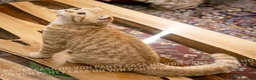 Scottish gatti in vendita: Maschietti Scottish Fold - Annuncio 3