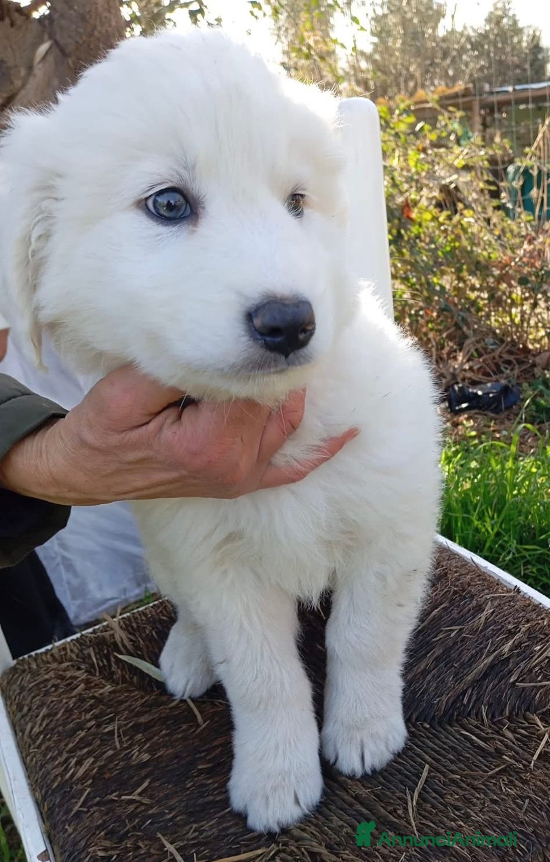 Pastore Maremmano cani in regalo: Splendidi cuccioli un mese e mezzo taglia grande  - Annuncio 2
