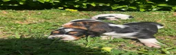 Bassethound cani in vendita: Cuccioli Bassethound a Provincia di Lecce - Annuncio 3
