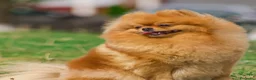 Spitz cani in vendita: Spitz di Pomerania black&tan femmina  - Annuncio 2