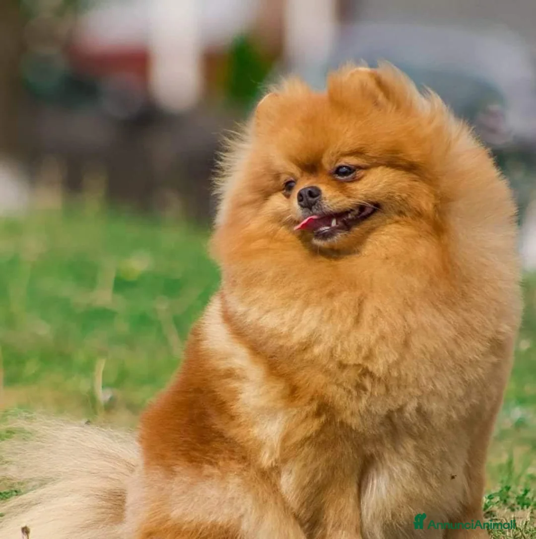 Spitz cani in vendita: Spitz di Pomerania black&tan femmina  - Annuncio 2