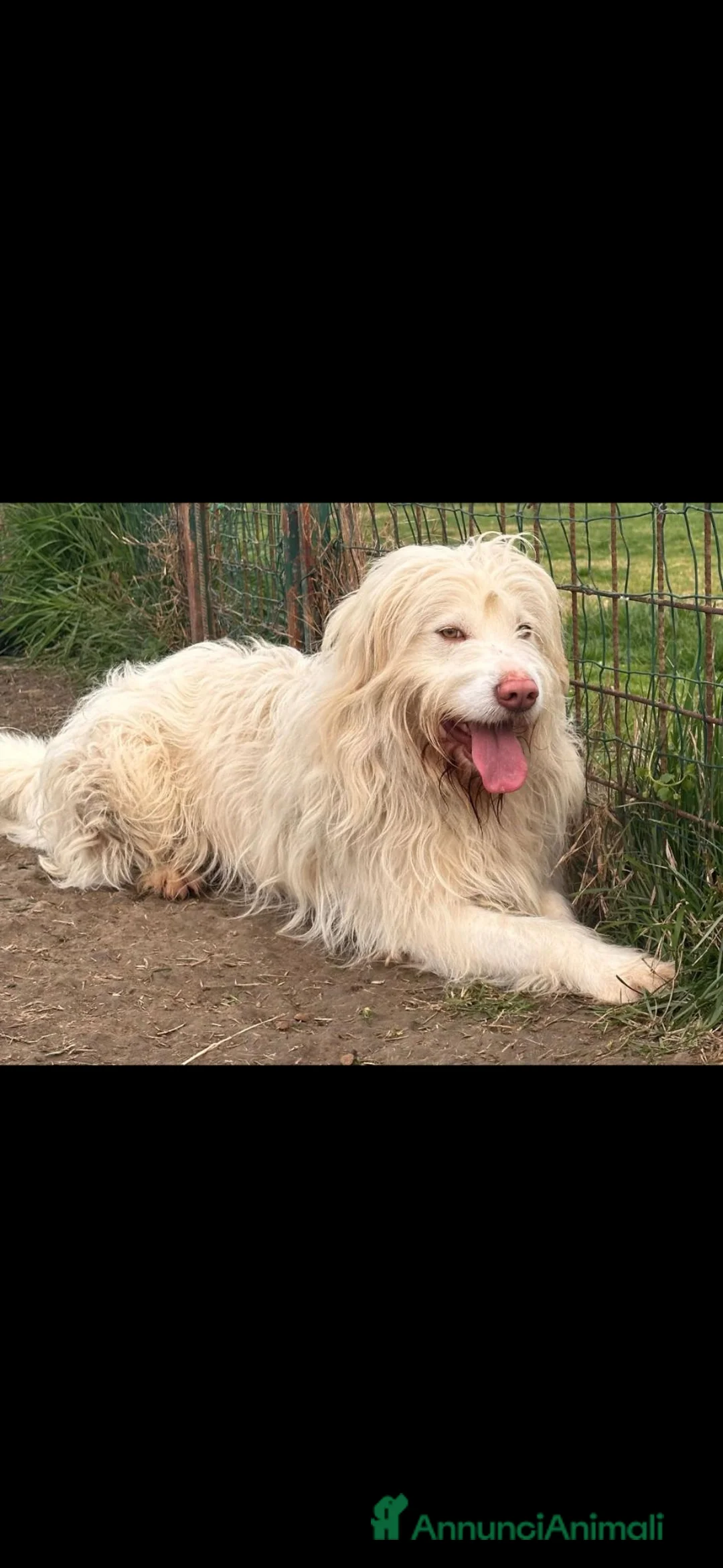 Meticcio cani in regalo: CAMILLO: TRADITO DA CHI AMAVA! a Provincia di Ferrara - Annuncio 2