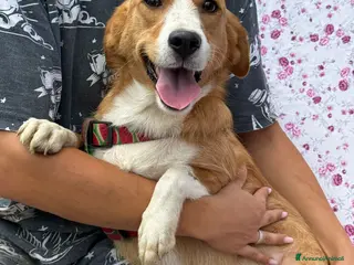 Meticcio cani LIZZY, la nanetta più dolce di tutte! - Annuncio 31