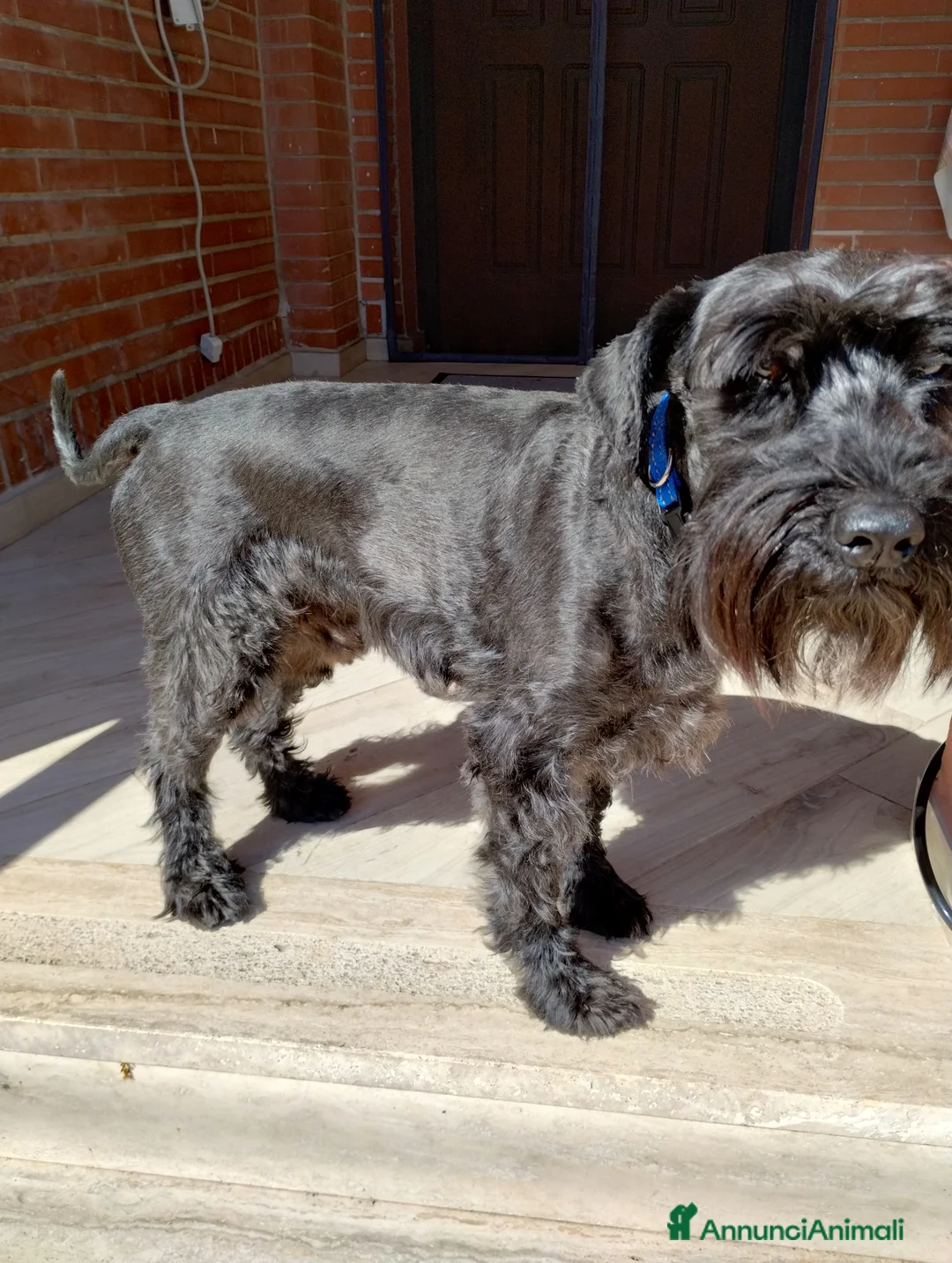 Mini Schnauzer cani per accoppiamento: Tim cerca il suo primo amore a Città metropolitana di Roma Capitale - Annuncio 2
