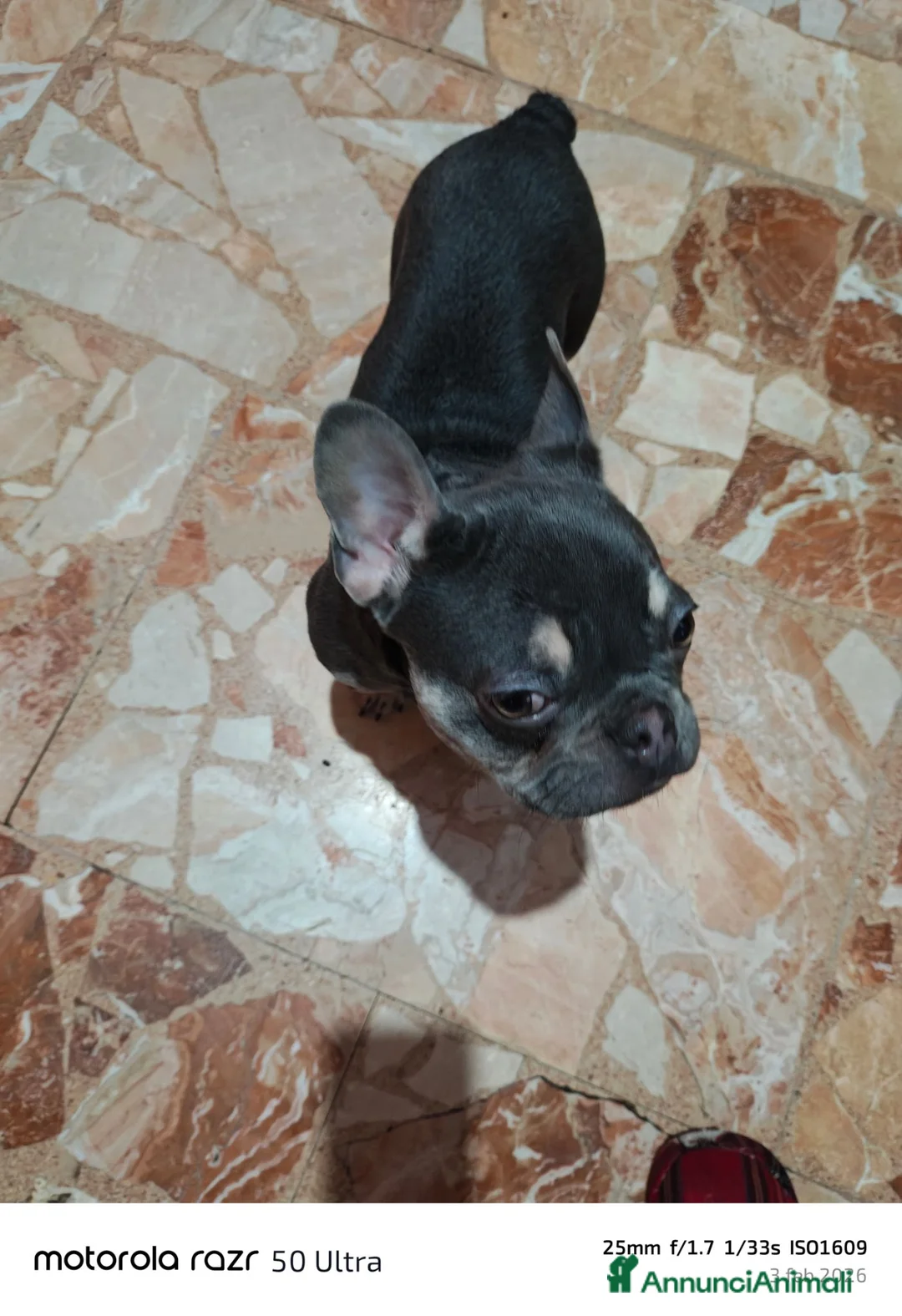 Bulldog Francese cani in vendita: Bulldog francese  a Città Metropolitana di Torino - Annuncio 6