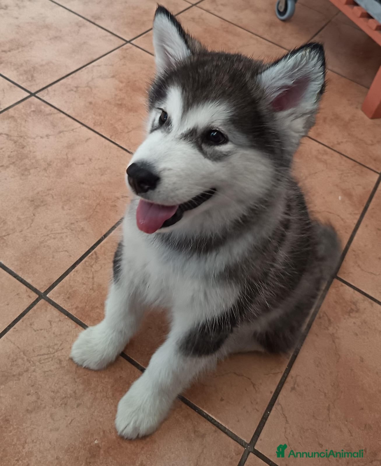 Alaskan Malamute cani Alaskan Malamute Femmina 2 mesi - Annuncio 2