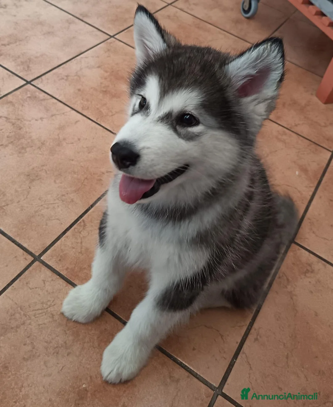 Alaskan Malamute cani in vendita: Alaskan Malamute Femmina 2 mesi - Annuncio 2