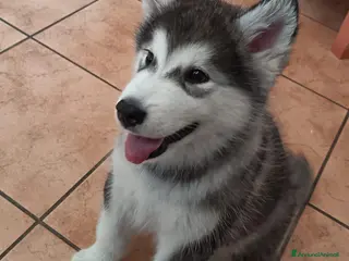 Alaskan Malamute cani Alaskan Malamute Femmina 2 mesi - Annuncio 2