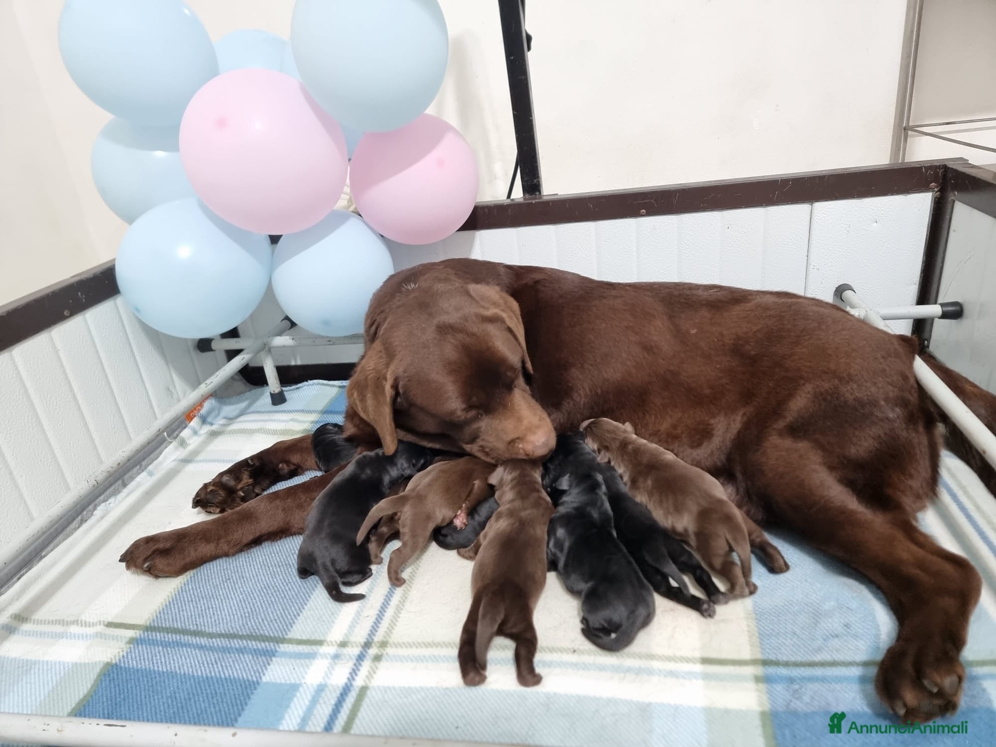 Labrador cani Cuccioli di Labrador - Annuncio 15