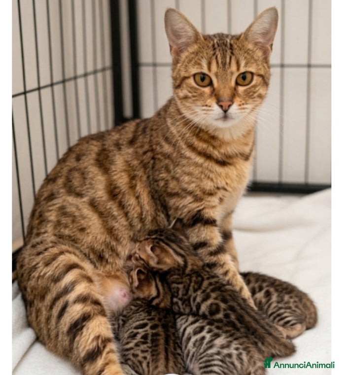Bengala gatti Benagalesi abissini - Annuncio 33