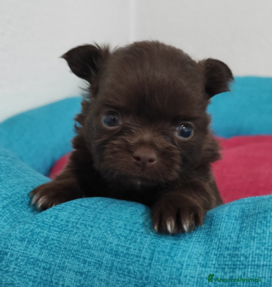 Chihuahua cani in vendita: Cuccioli di chihuahua a pelo lungo - Immagine 2