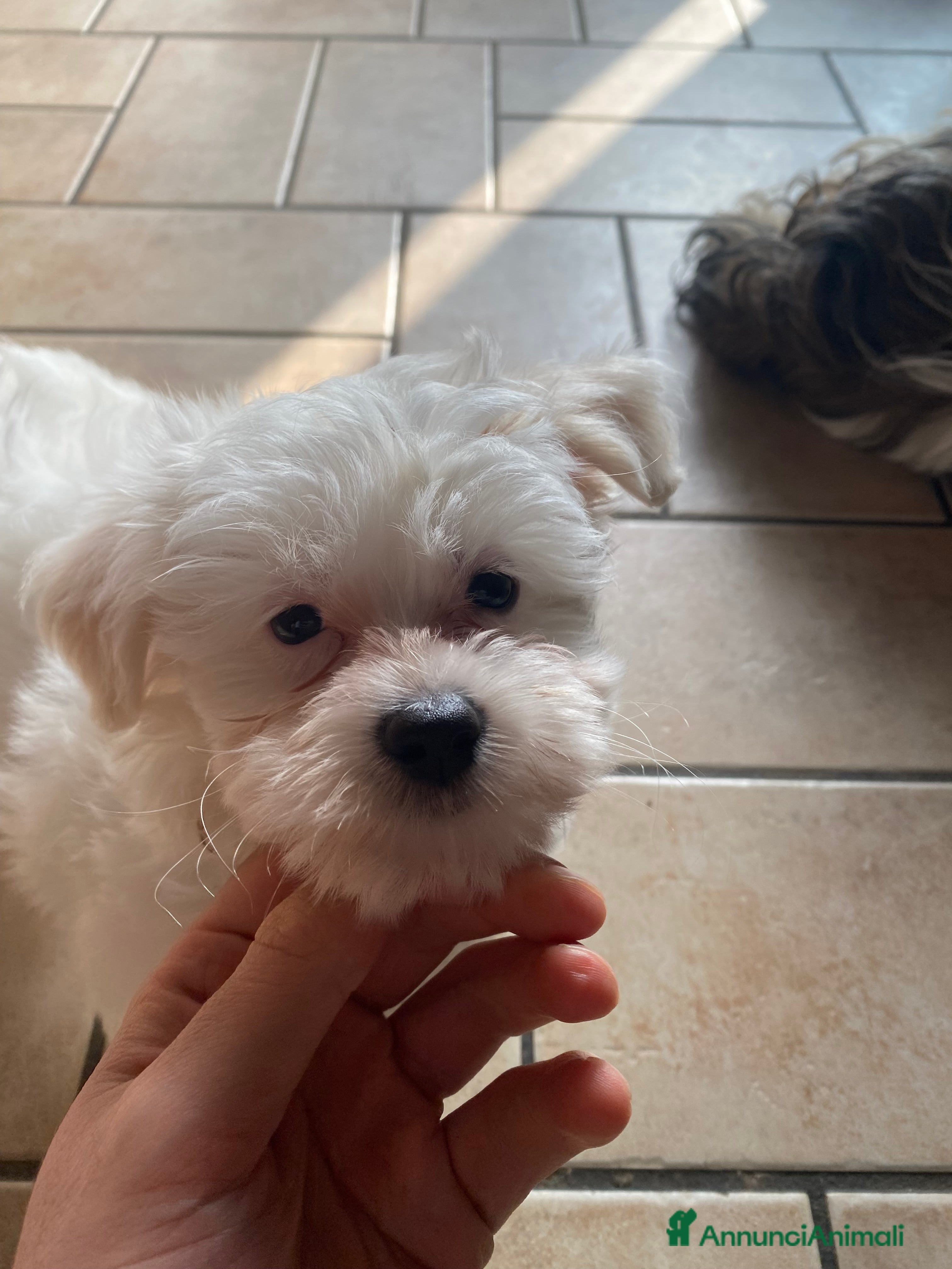 Maltese cani Cuccioli Maltese  - Annuncio 1