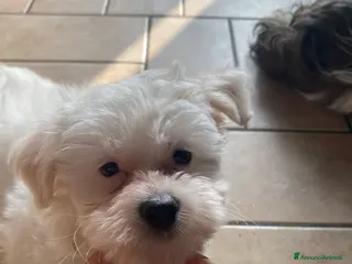 Maltese cani Cuccioli Maltese - Annuncio 1