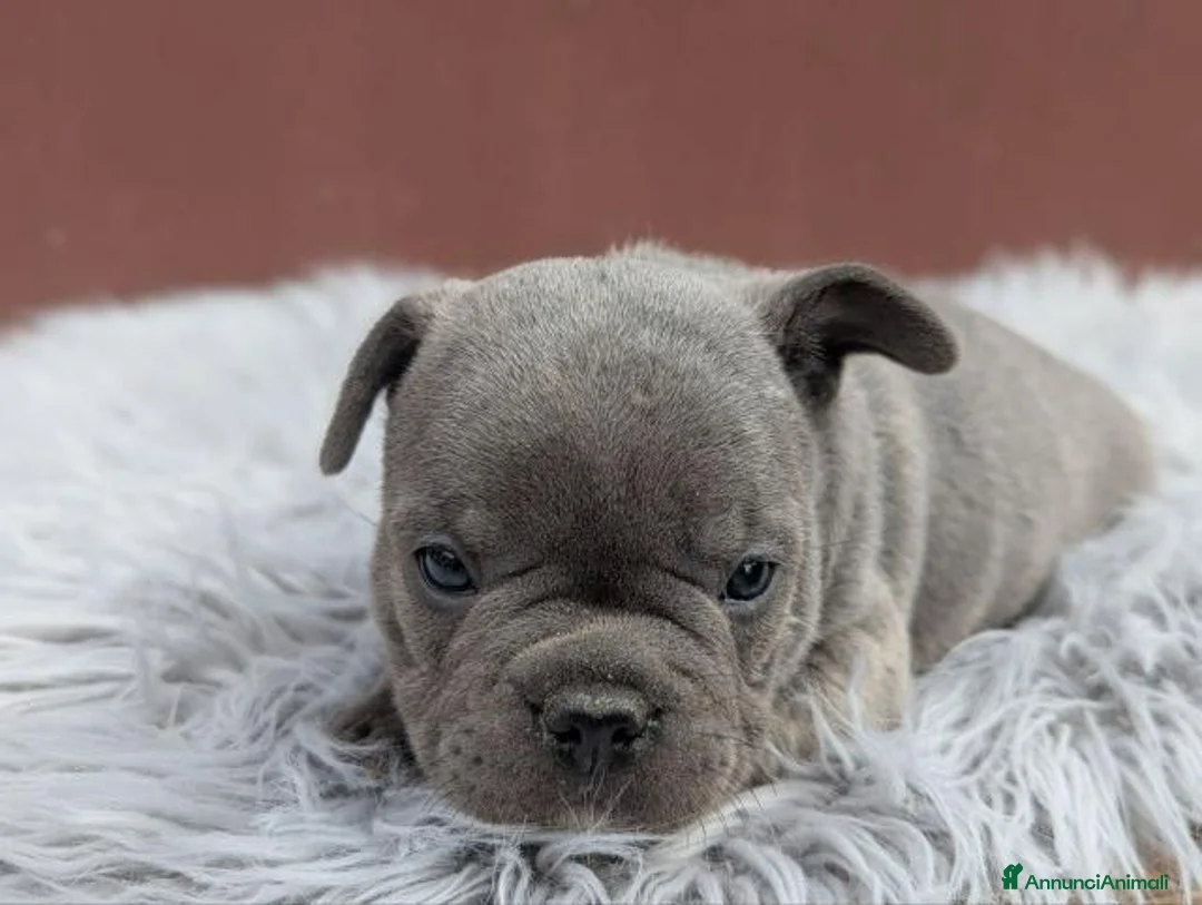Bulldog Francese cani in vendita: Bulldog francesi Merle maschi - Annuncio 1