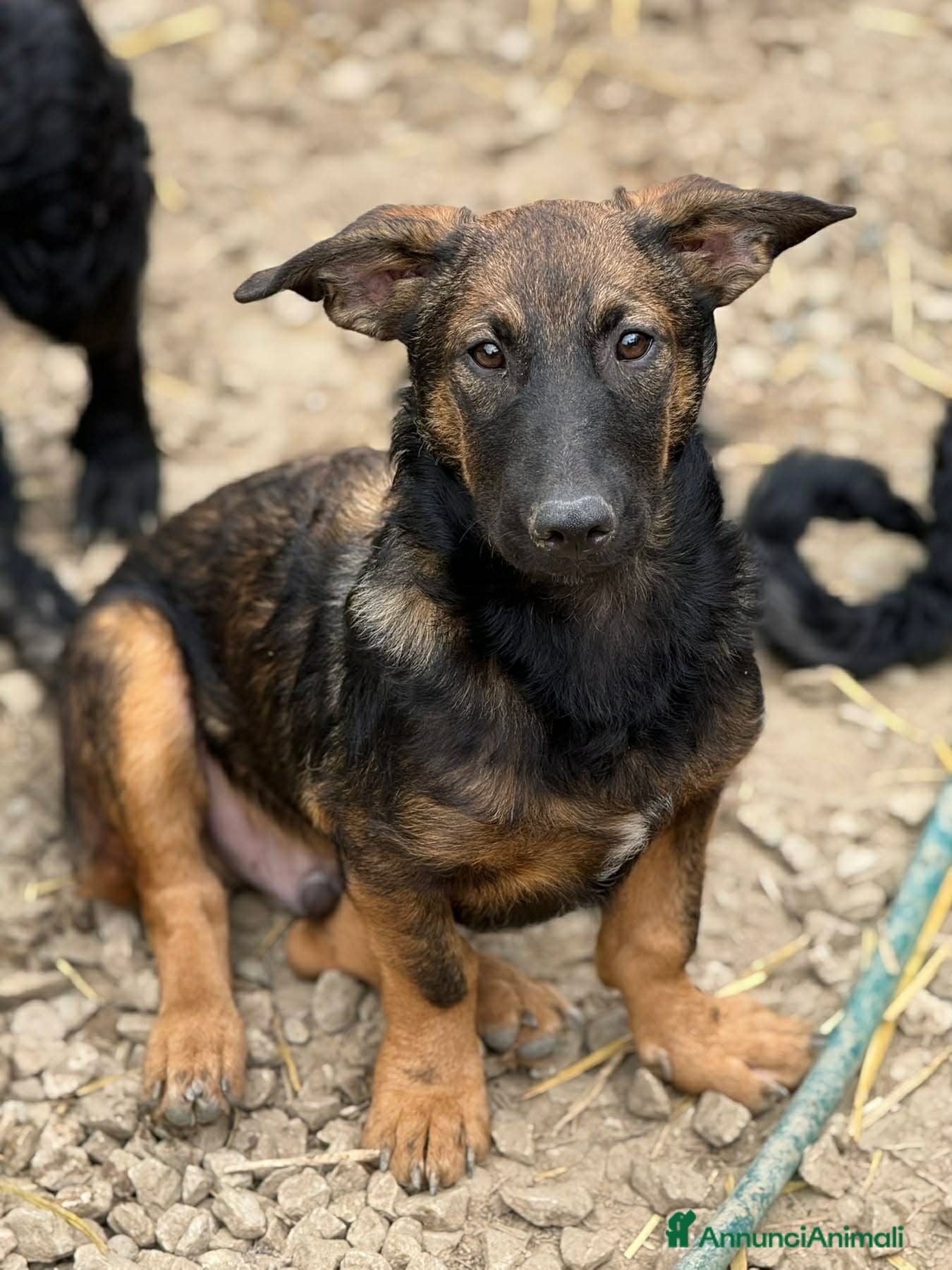 Meticcio cani ENZO, lupacchiotto ZAMPACORTA simpaticissimo! - Annuncio 13