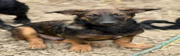 Meticcio cani in regalo: ENZO, lupacchiotto ZAMPACORTA simpaticissimo! - Annuncio 1