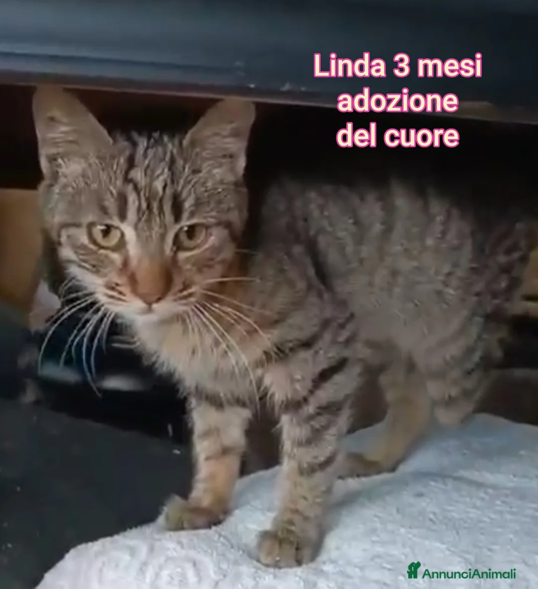 Altre razze gatti in regalo: GATTINI ABBANDONATI: EMERGENZA  - Annuncio 3
