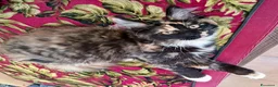 Maine Coon gatti in vendita: Gattini Maine Coon cercano famiglie a Libero consorzio comunale di Agrigento - Annuncio 2