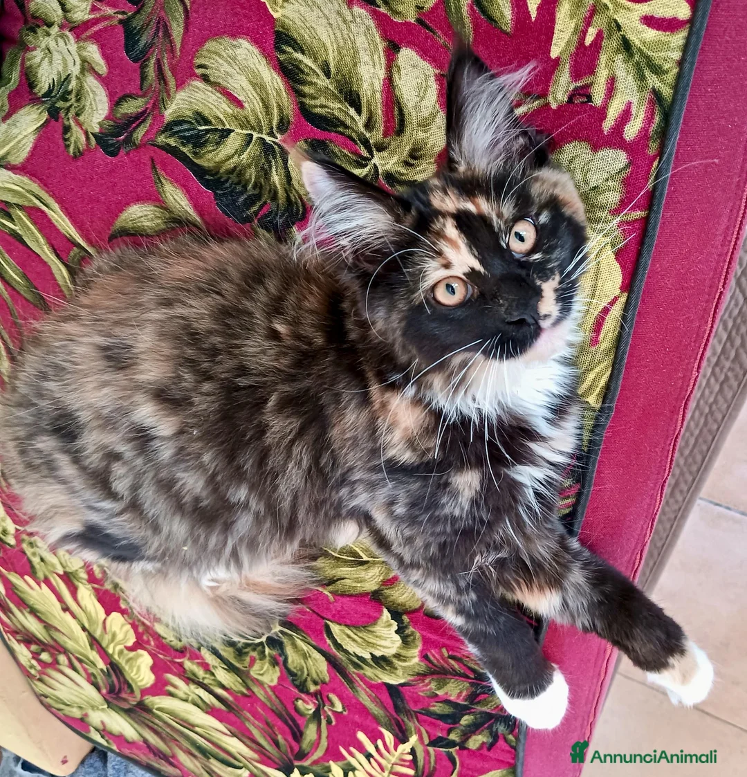 Maine Coon gatti in vendita: Gattini Maine Coon cercano famiglie a Libero consorzio comunale di Agrigento - Annuncio 2