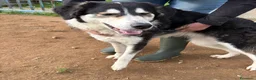 Meticcio cani in regalo: BRETZEL 🩷 era pronta a partire a Provincia di Novara - Annuncio 5